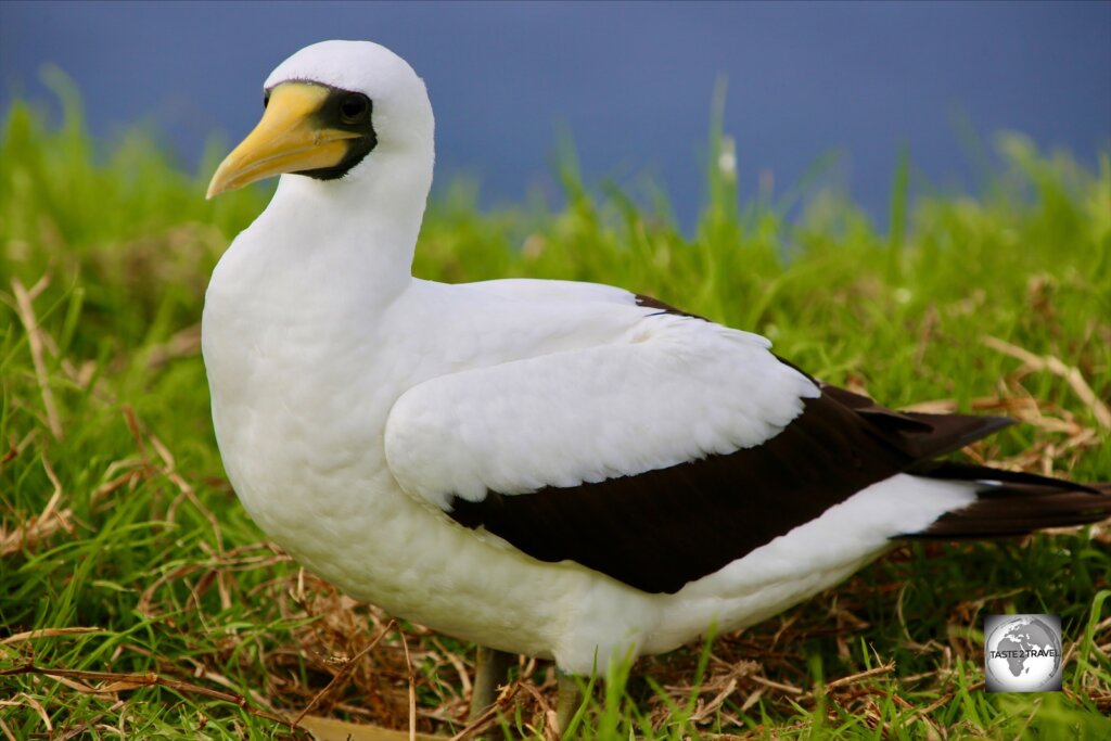 An adult Masked Booby on Norfolk Island.