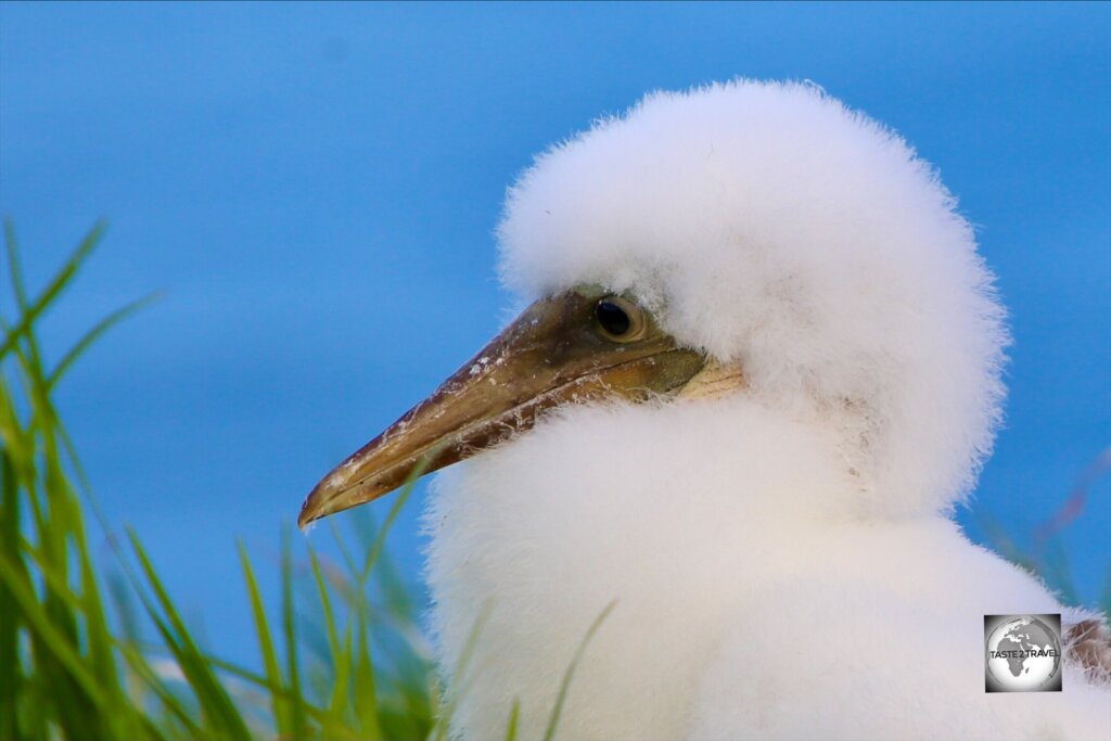A fluffy Masked Booby chick on Norfolk Island.