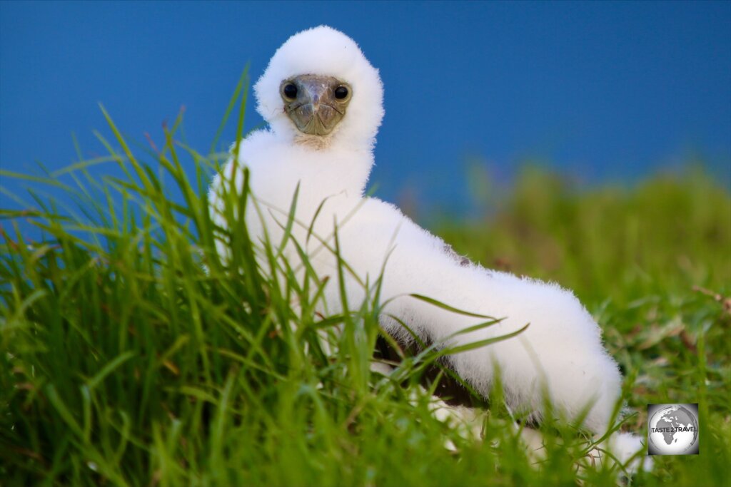 A fluffy Masked Booby chick on Norfolk Island.