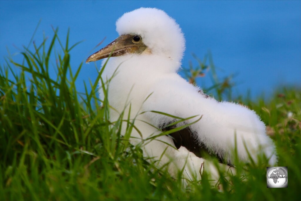 Striking a pose! A Masked Booby chick on Norfolk Island.