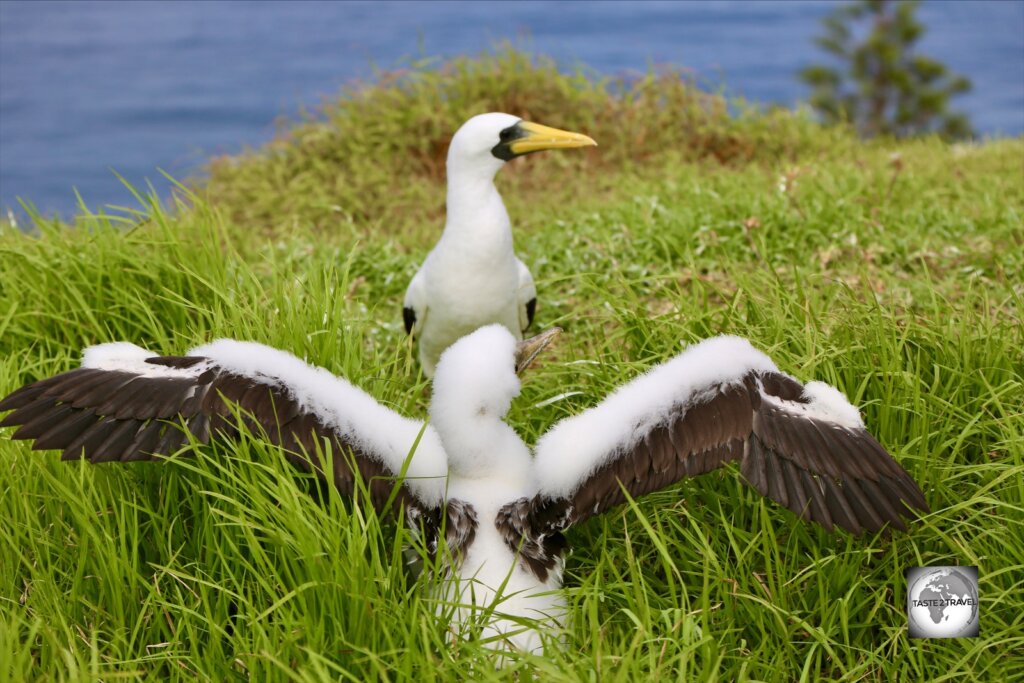 A Masked Booby adult and chick at a nesting site at the end of Fisherman's Lane.