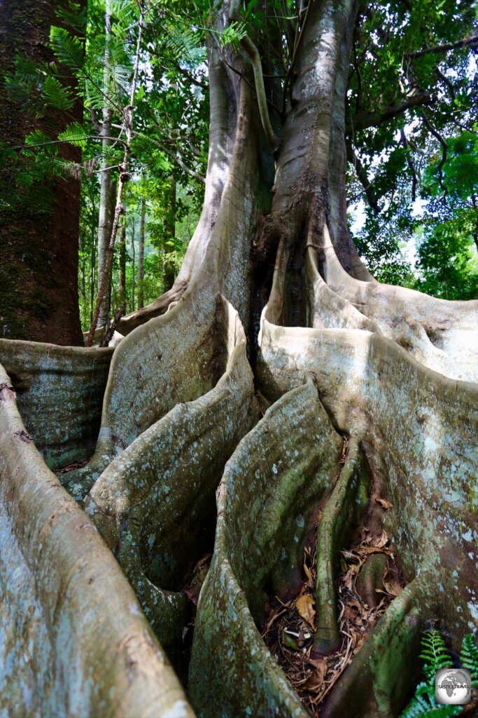The 100 Acres reserve is home to some impressive flora, including a number of towering Moreton Bay figs.