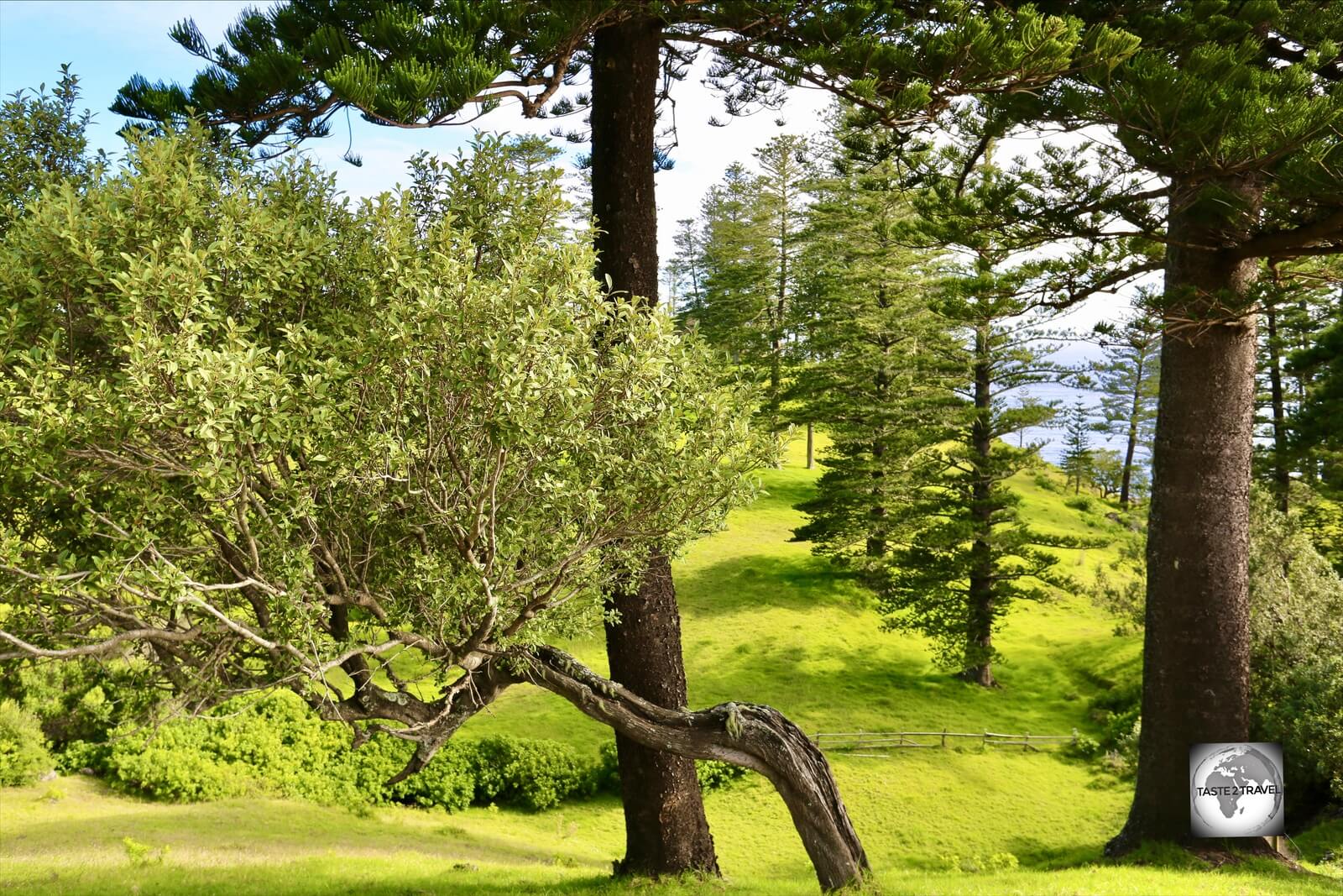 Norfolk Island is a very green and clean destination with Norfolk Island pines framing every view.