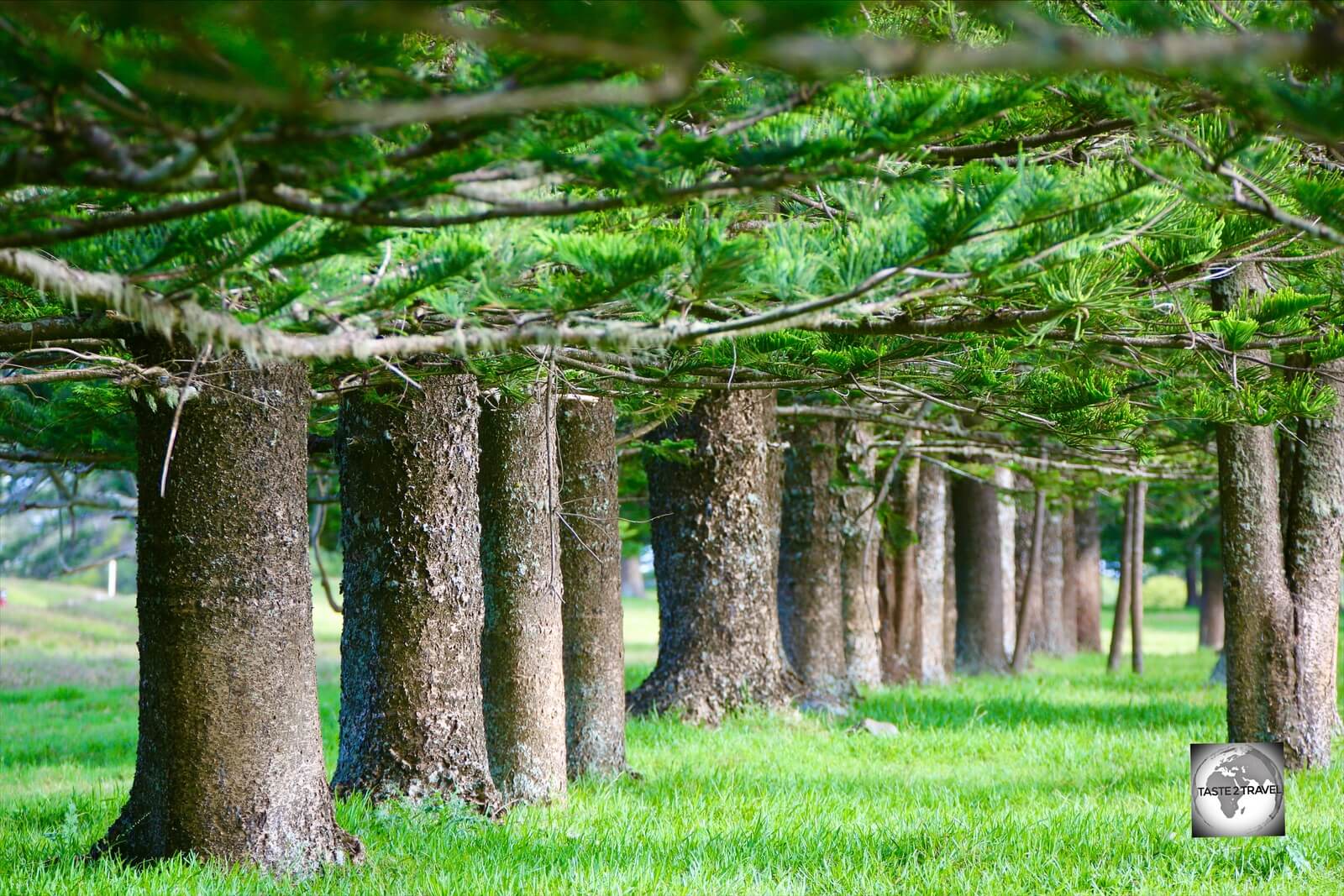 A row of trunks from an avenue of mature Norfolk Island pines at Puppy's Point.