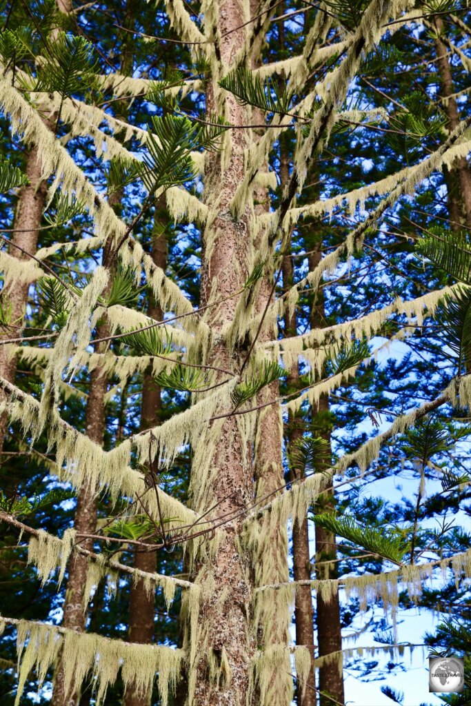 A Norfolk Island pine festooned with lichen Usnea.