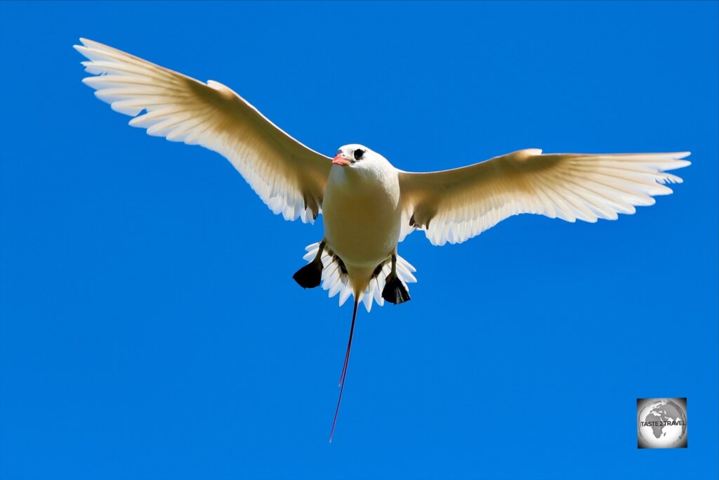 This curious Red-tailed tropicbird kept me as I stood and photographed it on the sea cliffs at the 100 Acres reserve.