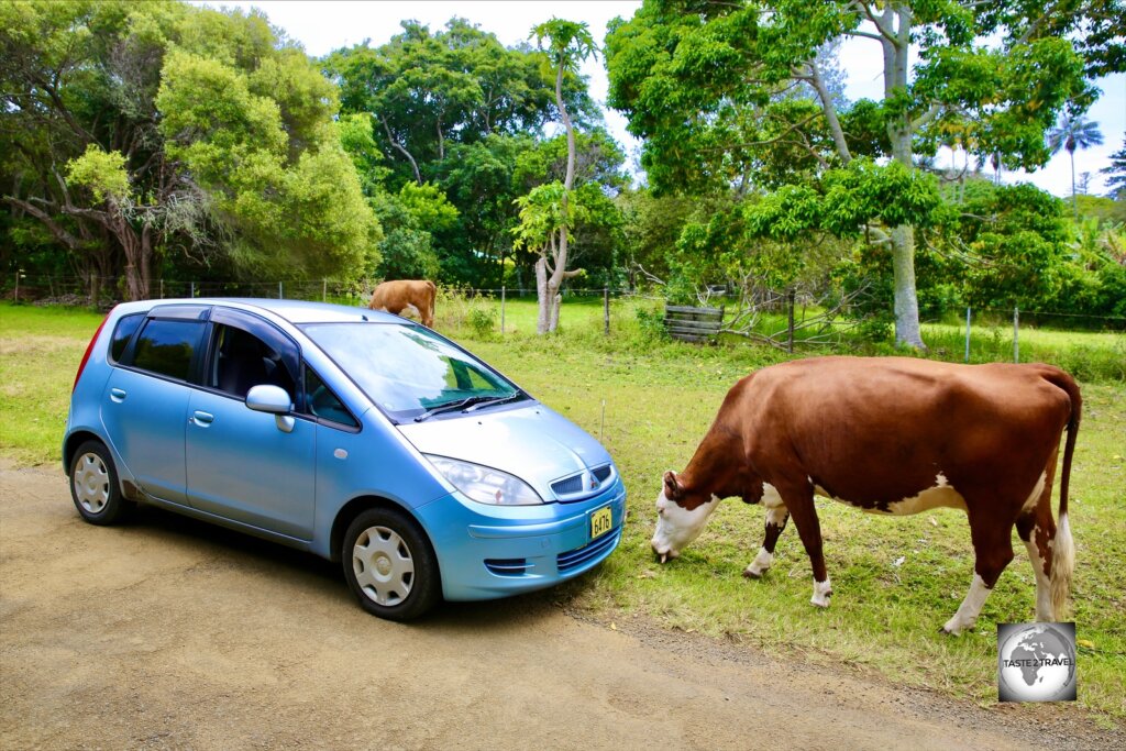 Exploring Norfolk Island in my rental car from the Cumberland Resort and Spa.