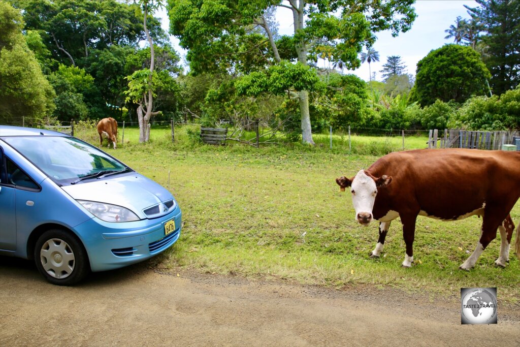 Cows grazing around my rental car on Norfolk Island.