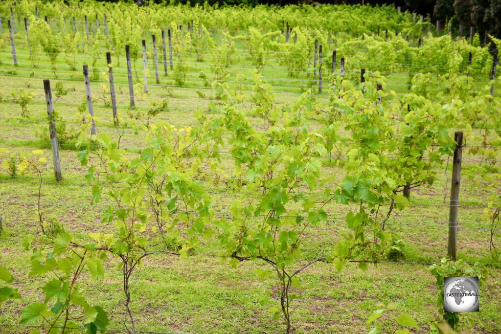 The small vineyard at Two Chimneys Wines on Norfolk Island.