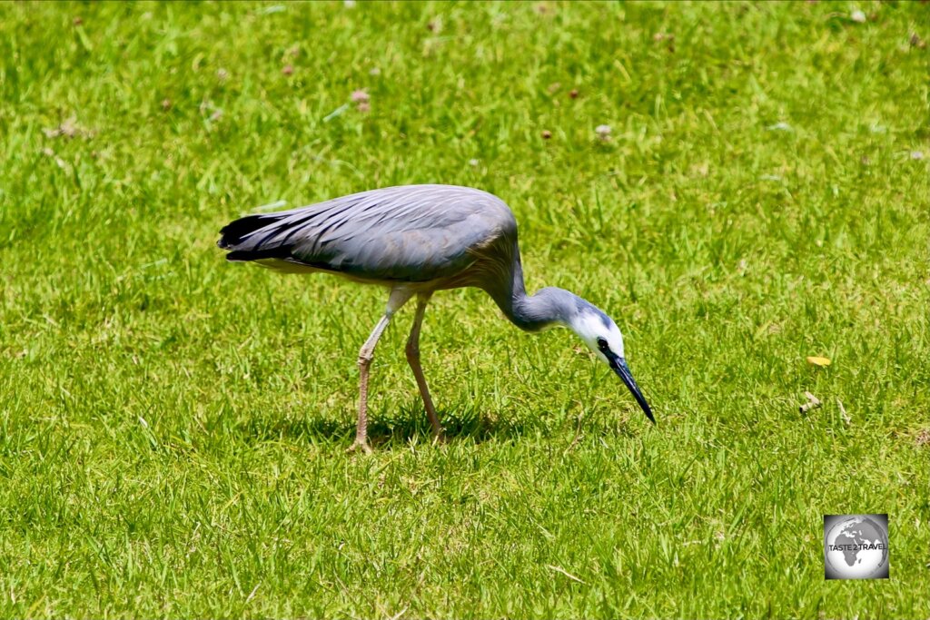 A White-faced heron on the golf course at Norfolk Island.