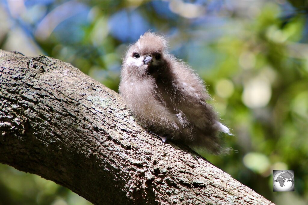 A White tern chick, clinging onto its branch for dear life, in the 100 Acres reserve.