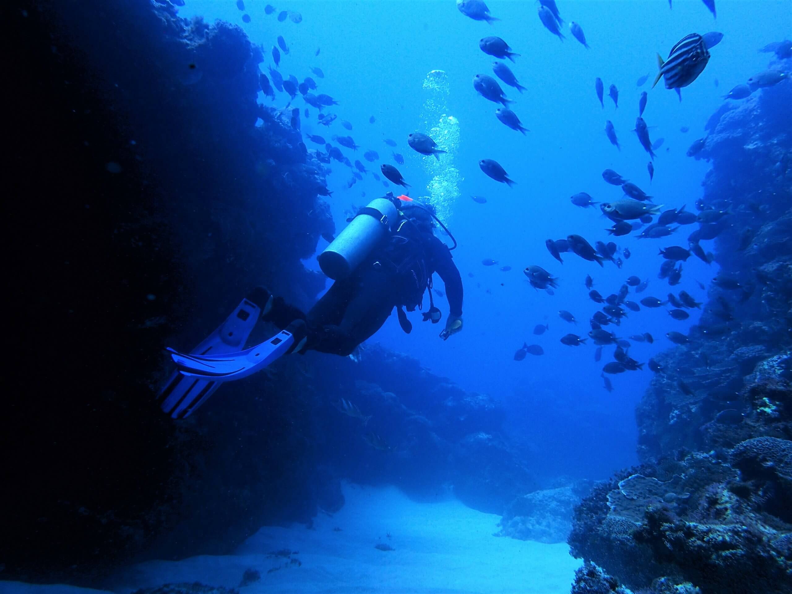 The protected reefs which surround Norfolk Island are full of fish and healthy soft and hard corals.