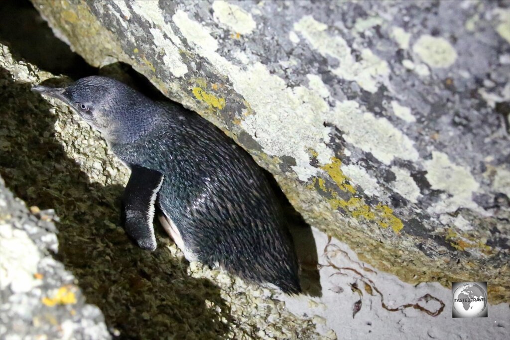 A Little penguin (also known as a Fairy penguin) at Bicheno beach on the east coast of Tasmania.