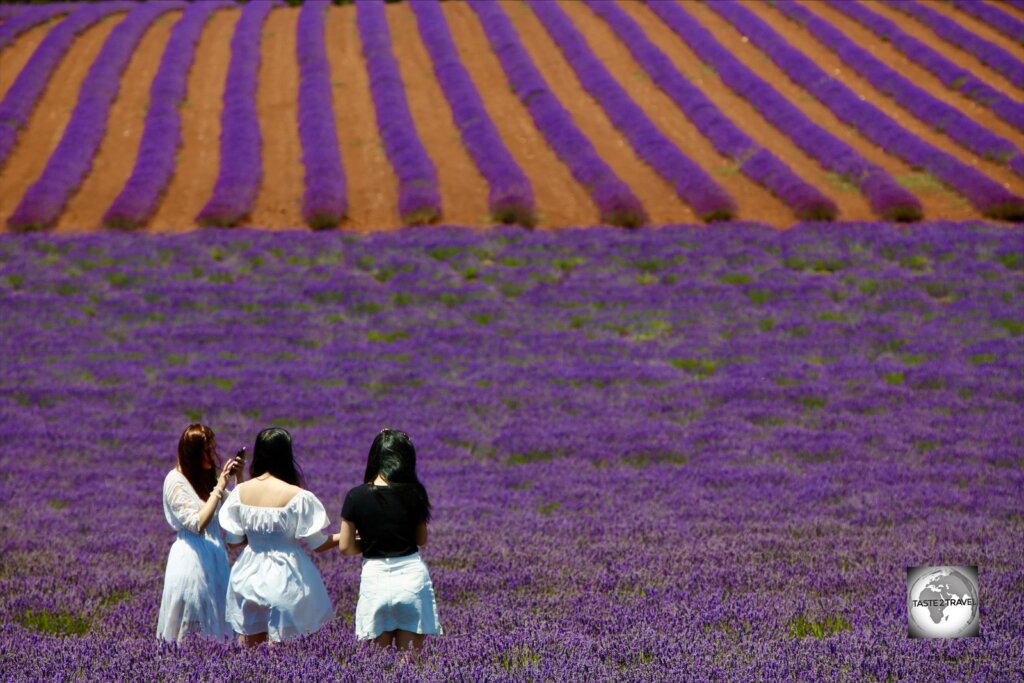 Visitors exploring Bridestowe Lavender Farm.