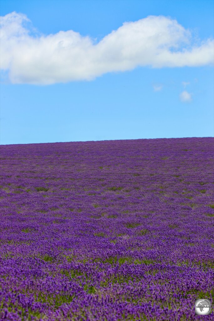 A sea of purple lavender flowers at Bridestowe Lavender Farm.