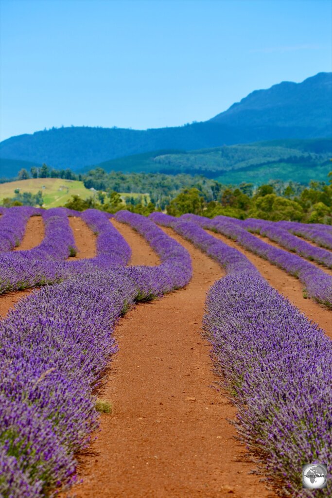 Lavender flowers in bloom at the Bridestowe Lavender Farm.
