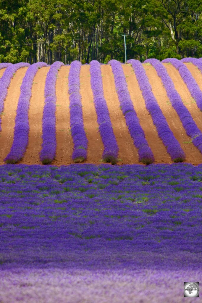 Rows of Lavender flowers at the Bridestowe Lavender Farm.