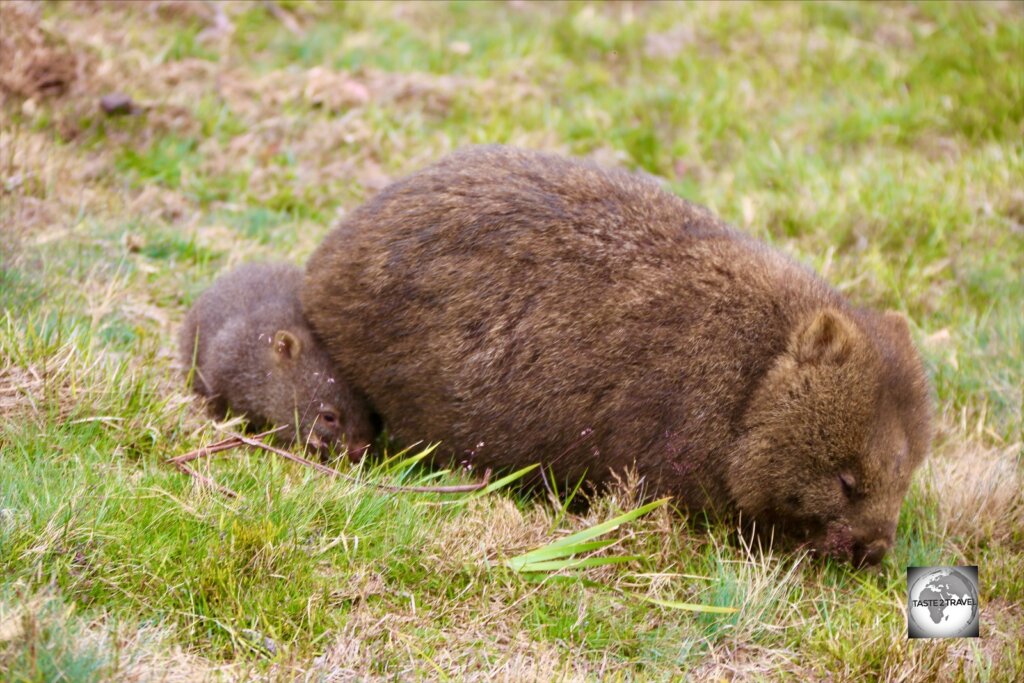 A wombat, with her baby joey, grazing at Cradle Mountain national park.