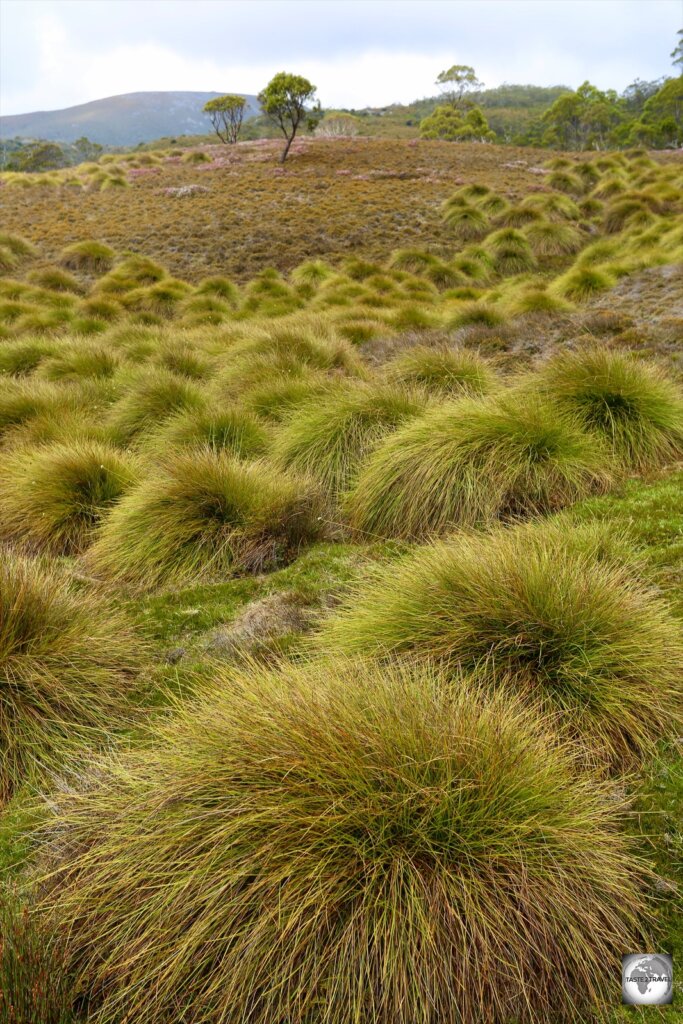 Hiking through a field of Button-grass in the UNESCO World Heritage-listed Lake St Clair & Cradle Mountain National Park.