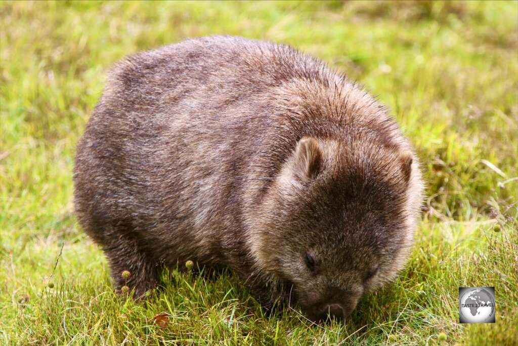A wombat grazing at Cradle Mountain national park.