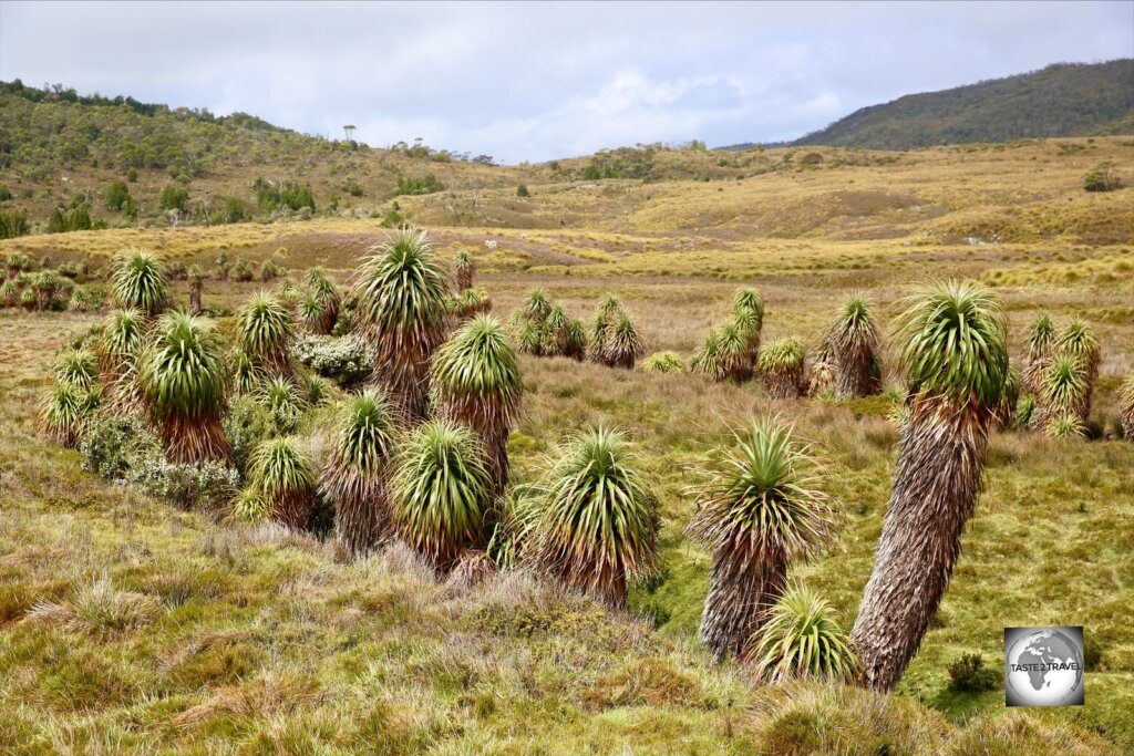 Endemic to Tasmania, Pandani plants are relics from Gondwana times and are a common sight in the Cradle Mountain national park.