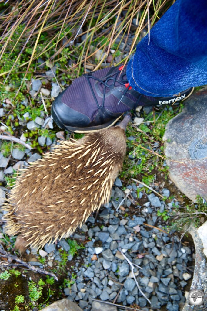 A curious juvenile Echidna, investigating my shoe, on one of the hiking trails at Cradle Mountain national park.