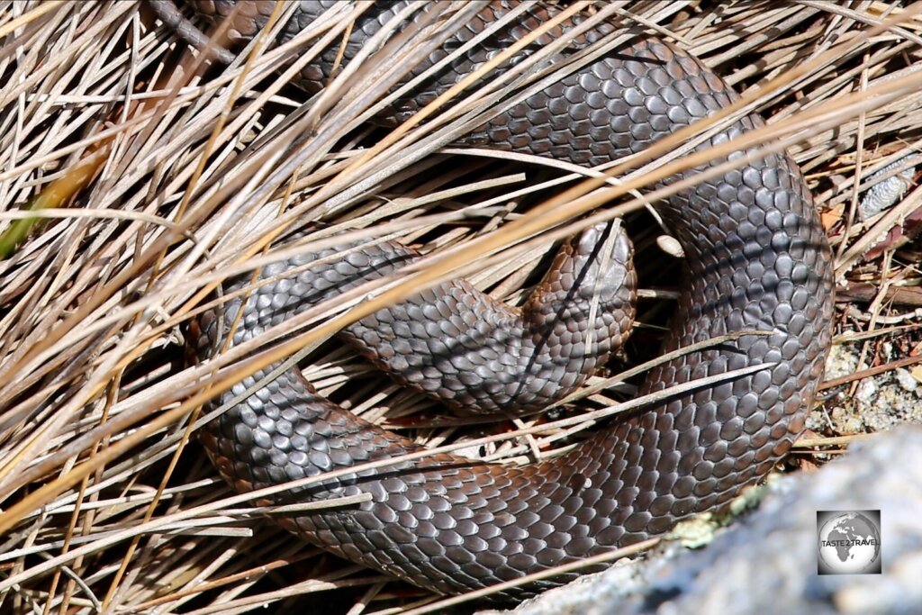 If provoked, the Lowland Copperhead is a dangerous snake with neurotoxic venom, which can kill an adult human if correct first aid is not applied promptly.