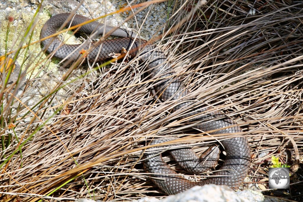 A Lowland Copperhead snake, sunning itself on Flinders Island.