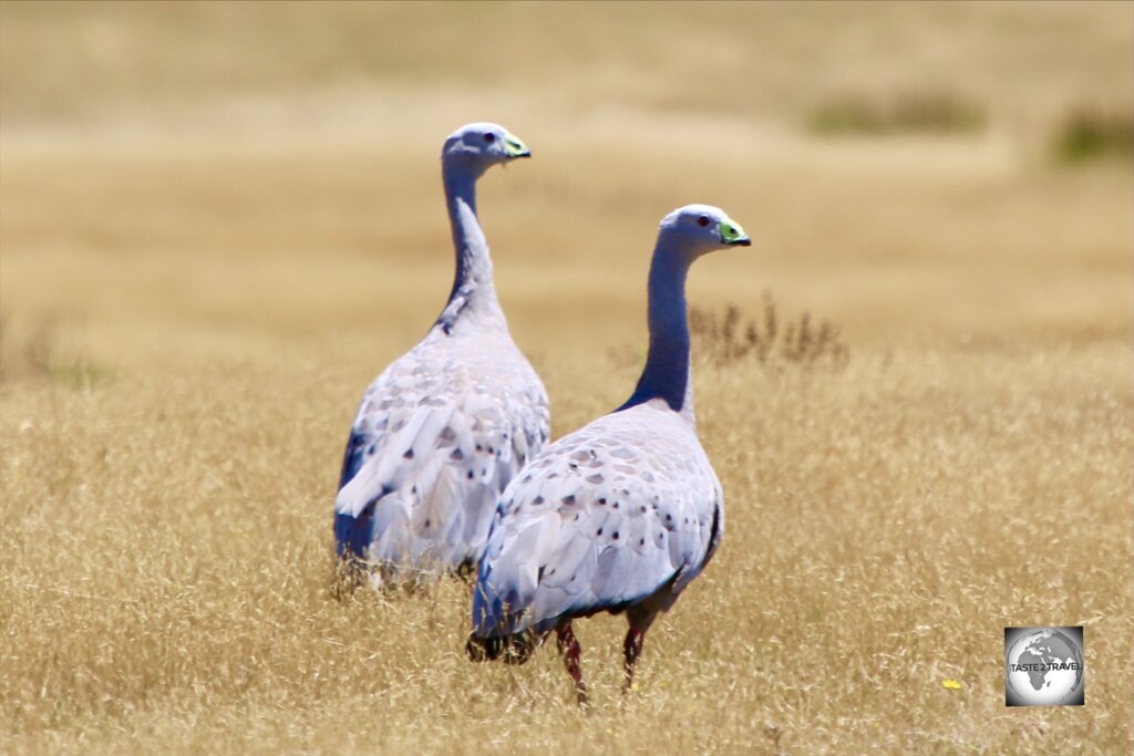 The Cape Barren Goose, which gets its name from neighbourng Cape Barren Island, is a very large, pale grey goose with a relatively small head.