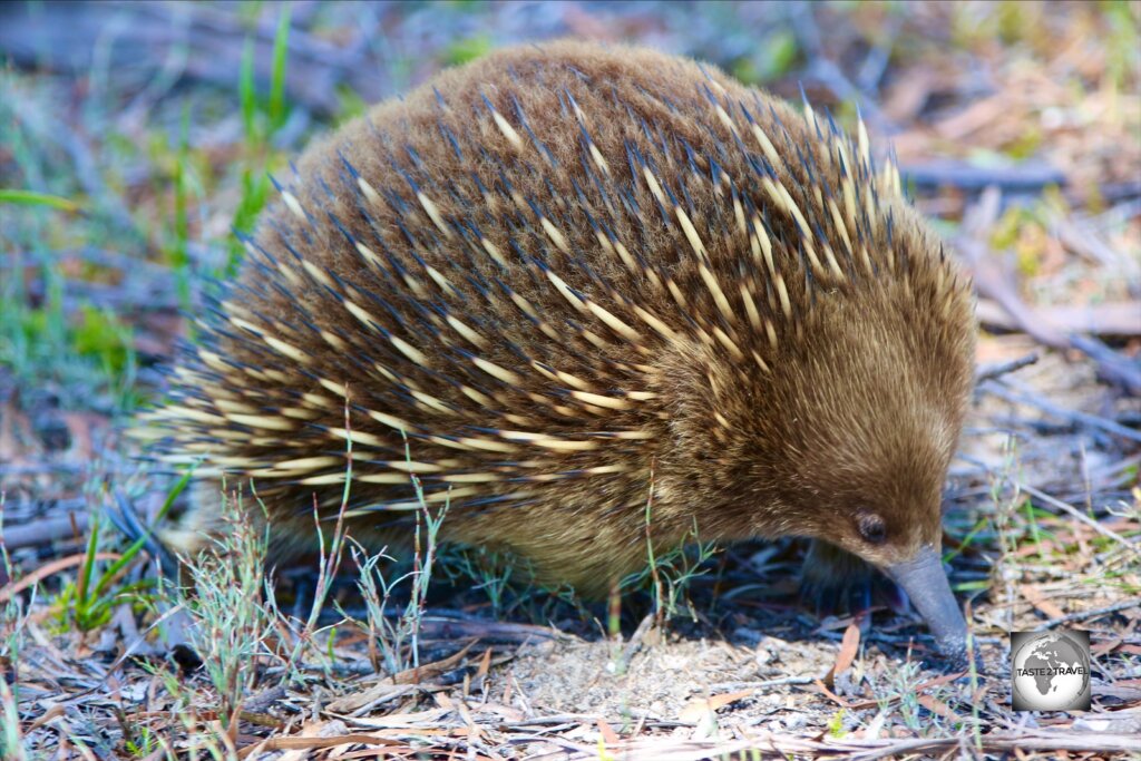 An Echidna, also known as a spiny anteater, searching for ants in the Freycinet National park.