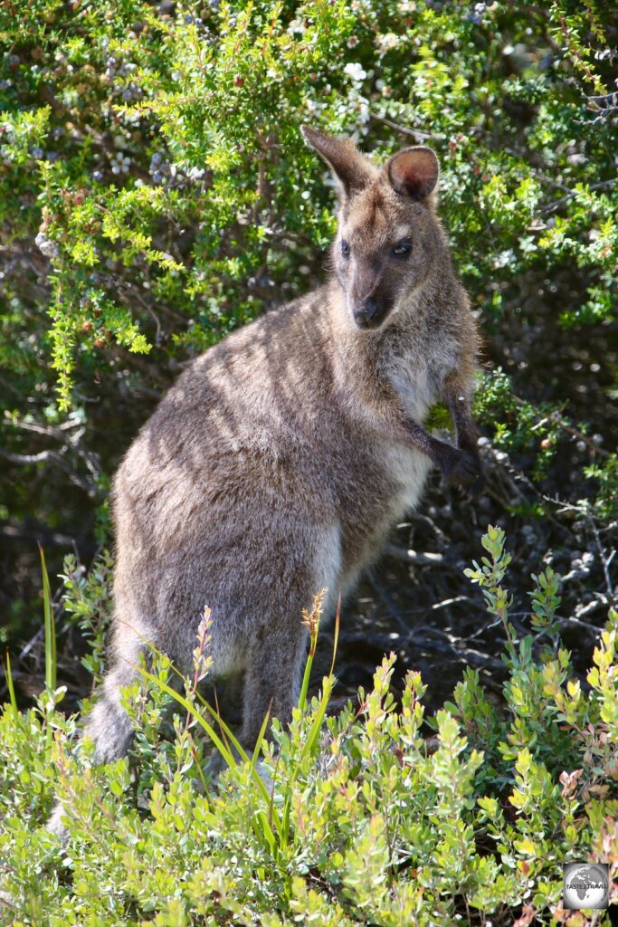 A wallaby in the Freycinet National park, one of the highlights of the east coast of Tasmania.