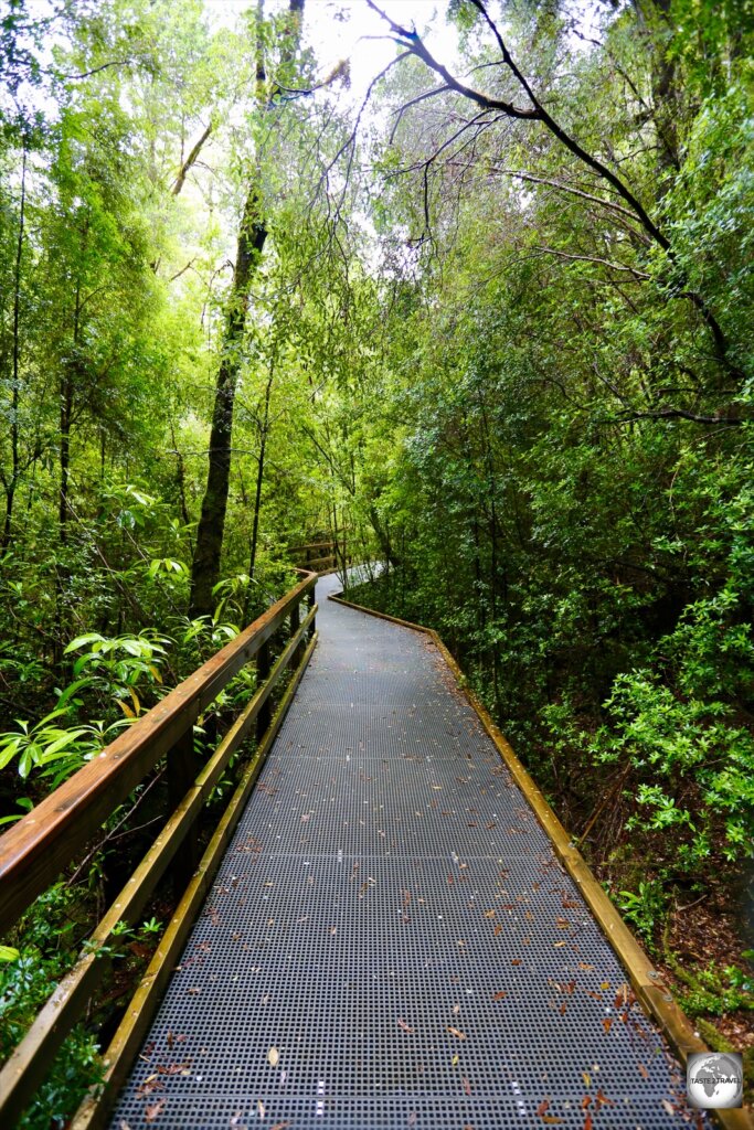A boardwalk leads through the (UNESCO World Heritage-listed) temperate forest which lines the banks of the remote Gordon River.