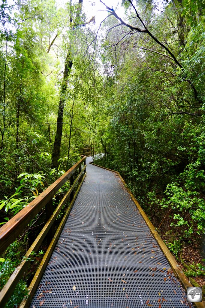 A boardwalk leads through the (UNESCO World Heritage-listed) temperate forest which lines the banks of the remote Gordon River.