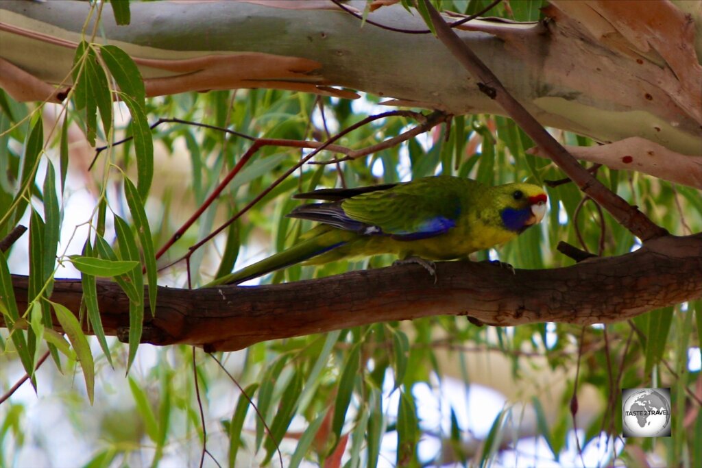 The green rosella is a species of parrot native to Tasmania and the Bass Strait islands.