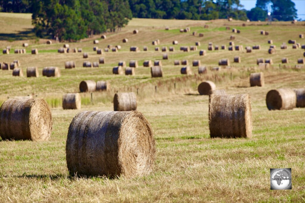 Hay bales near the north coast city of Devonport.