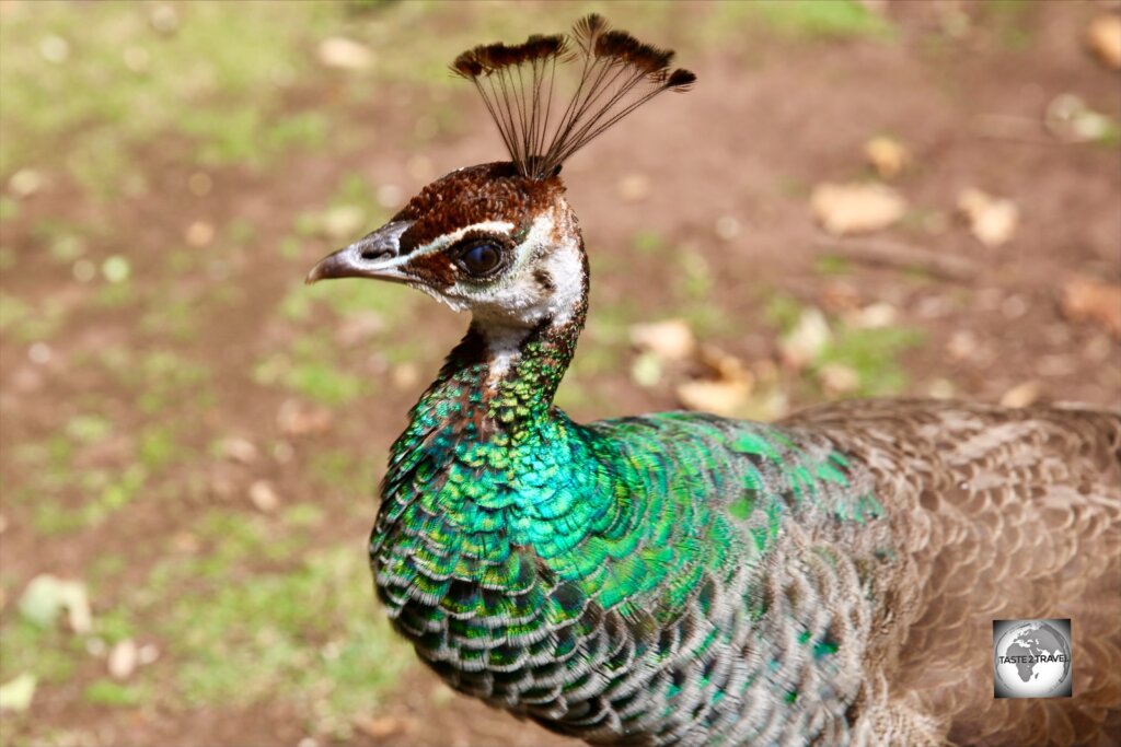 A female peacock, at the Cataract Gorge reserve in Launceston.
