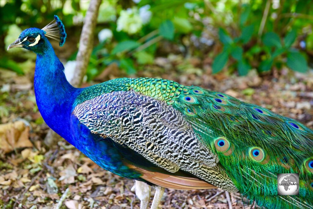 A male peacock, at the Cataract Gorge reserve in Launceston.
