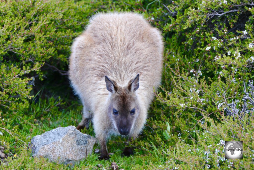 A Pademelon on the summit of Mount Wellington. Pademelons, wallabies, and kangaroos are very alike in body structure, with Pademelons being the smallest.