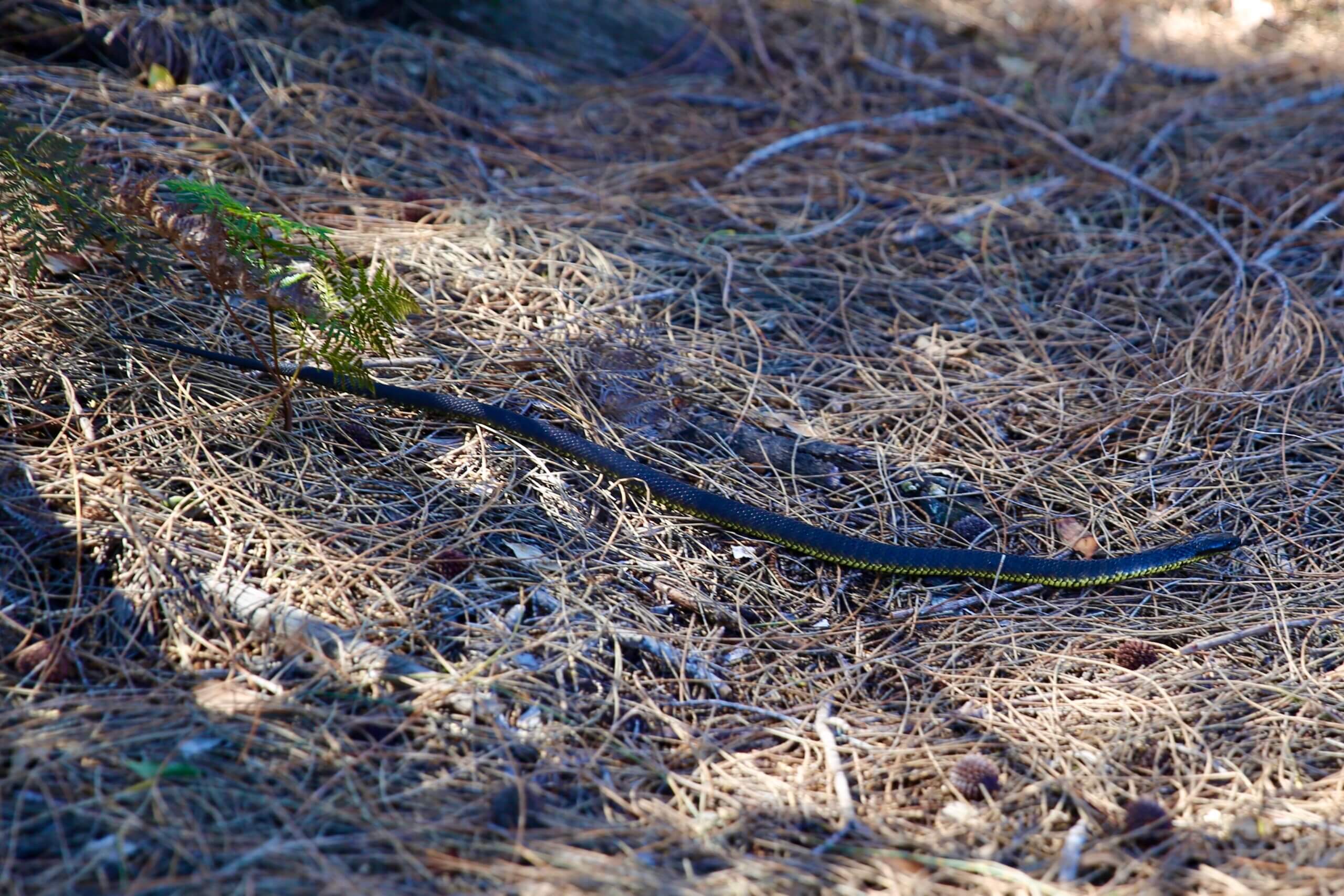 A yellow-bellied black snake at the Narawntapu National Park which is located on the north coast.