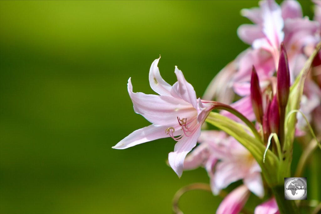 Pink lilies in the Government gardens at the Port Arthur Penal Settlement.
