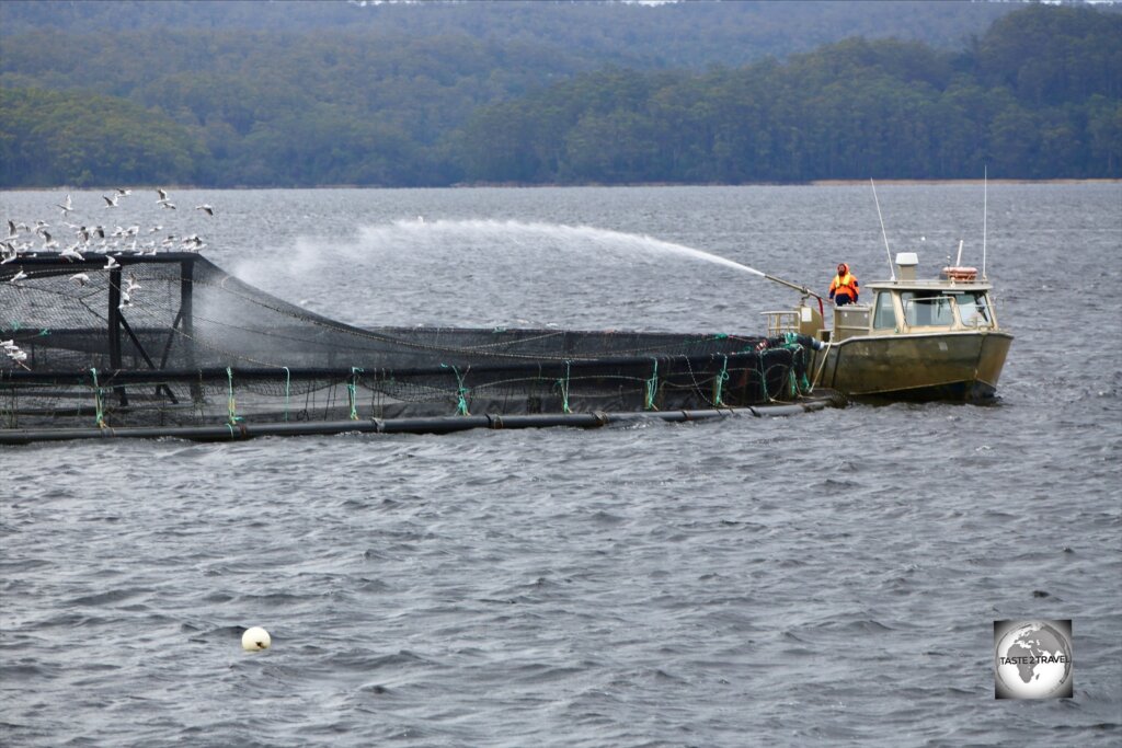 Salmon, being fed liquid food at a salmon farm on Macquarie harbour, near Strahan.