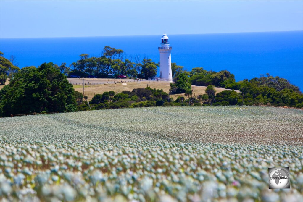Poppy field and lighthouse at Table Cape, near the north coast town of Wynyard.