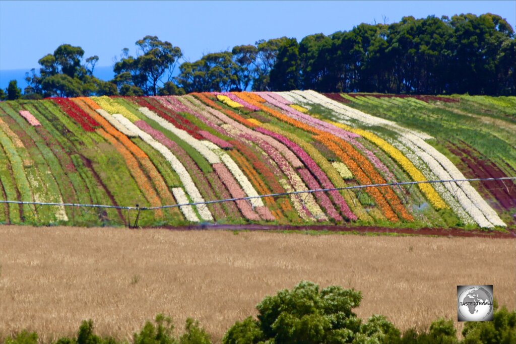 Rows of lilies on a flower farm near Wynyard, on the north coast of Tasmania, create a colourful, giant-sized patchwork quilt which covers an entire hillside.