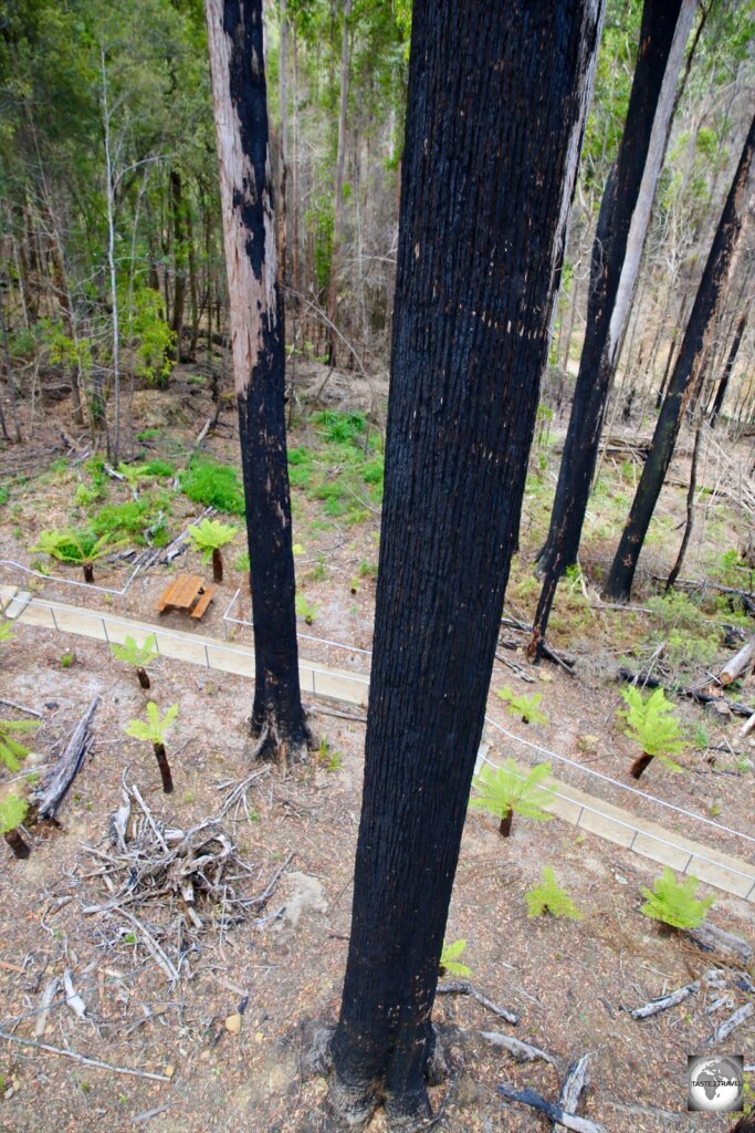 A view, from the Tahune airwalk, of the forest which was devastated by a large bush fire in 2019.