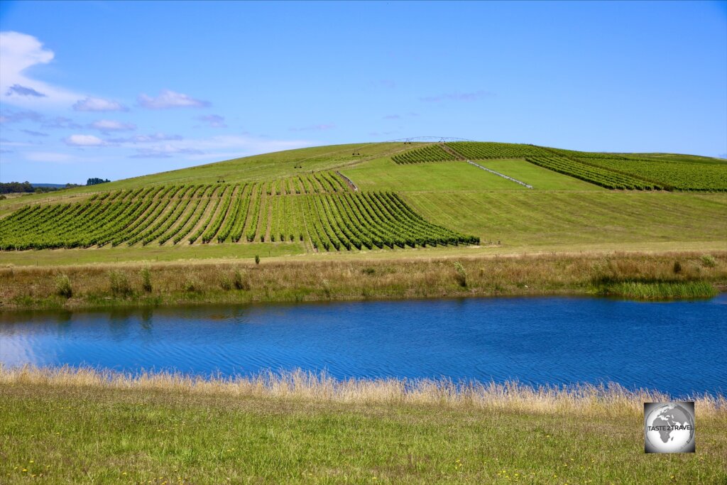 Vineyards at the Jansz winery, Pipers Brook.