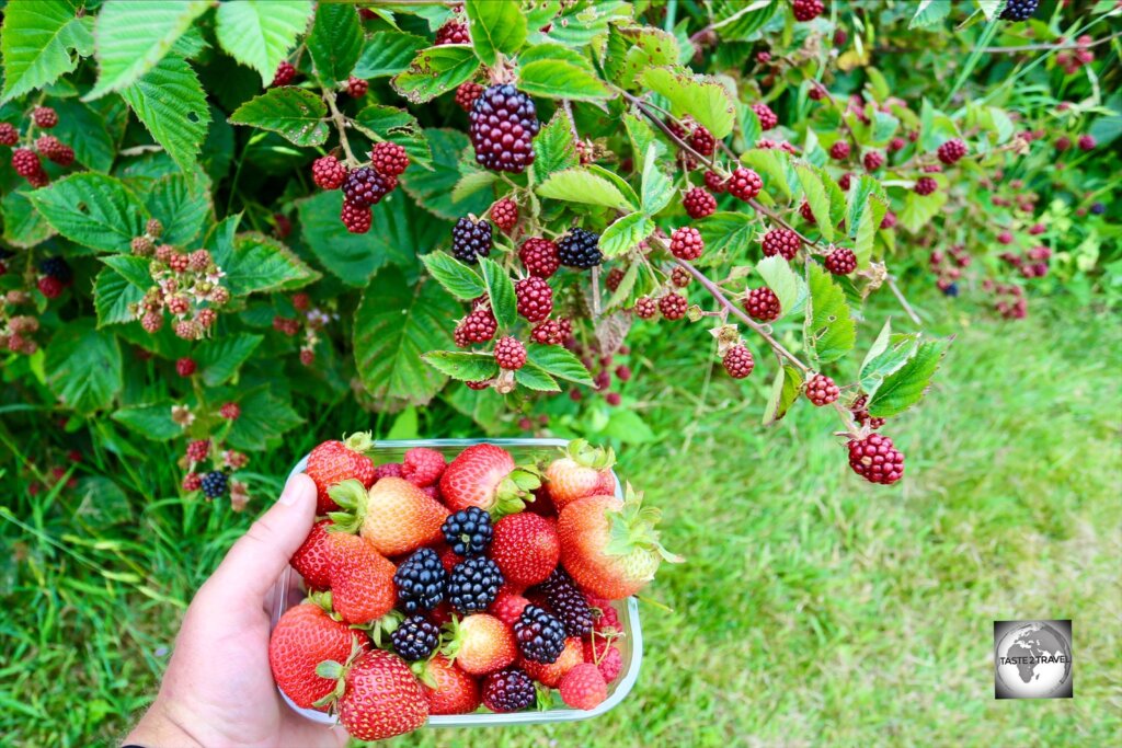 Picking fresh berries at Turners Beach Berry Patch, on the north coast of Tasmania.