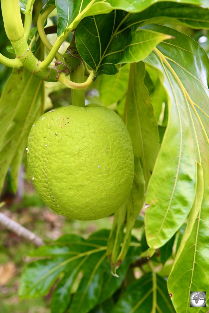 Breadfruit growing on Cocos (Keeling) Islands.