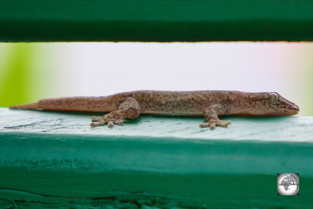 A Gecko on Home Island, Cocos (Keeling) Islands.