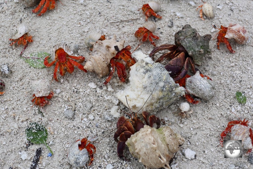 Red hermit crabs on South Island, competing with the much larger Purple hermit crabs for food scraps.