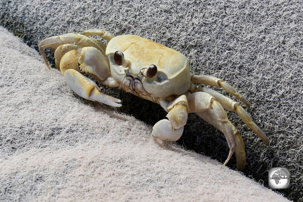 A curious crab on Home Island, Cocos (Keeling) Islands.